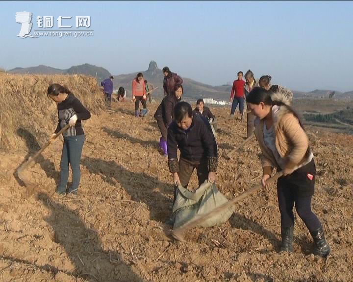 【中药材白术种植技术】