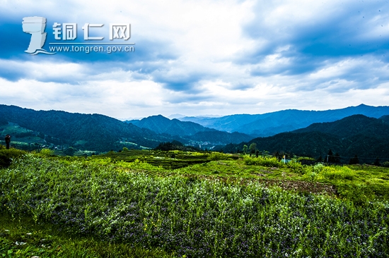 山水田园"坝梅村"_风景520 山水田园"坝梅村"