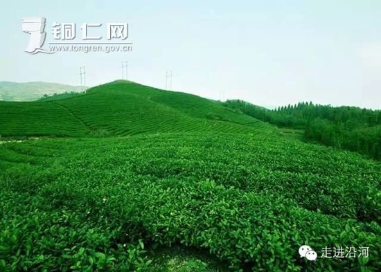 解码沿河:山城魅力哪里来? - 本市要闻 - 铜仁网